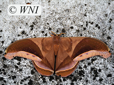 Hippodamia Silkmoth (Rhescyntis hippodamia)